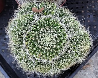Mammillaria Decipiens Camptotricha Bird's Nest Cactus. USDA Zone 8