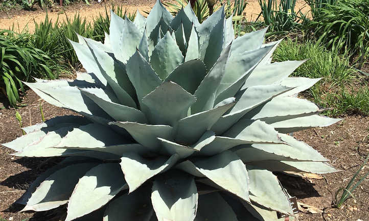 Variegated Agave Ovatifolia, Whale's Tongue Agave Marginata, Short