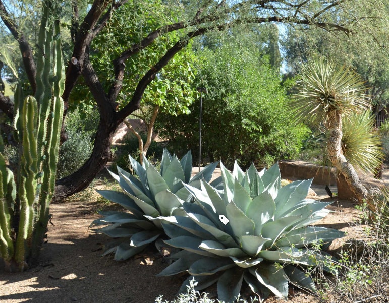 Variegated Agave Ovatifolia, Whale's Tongue Agave Marginata, Short