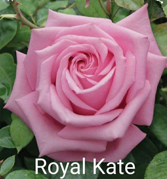 John F. Kennedy, JFK, Heart of Fire, Chrysler Imperial, Royal Kate