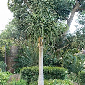 XL Tree Aloe, Aloe Barberae, Aloe Bainesii, Aloe Barberae. African Largest Aloe. rose-pink flowers in Winter. Hardy to 25F. image 2