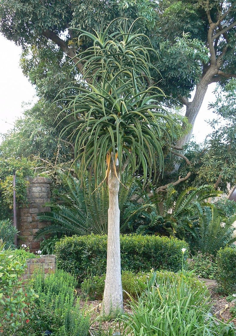 XL Tree Aloe, Aloe Barberae, Aloe Bainesii, Aloe Barberae. African Largest Aloe. rose-pink flowers in Winter. Hardy to 25F. image 2