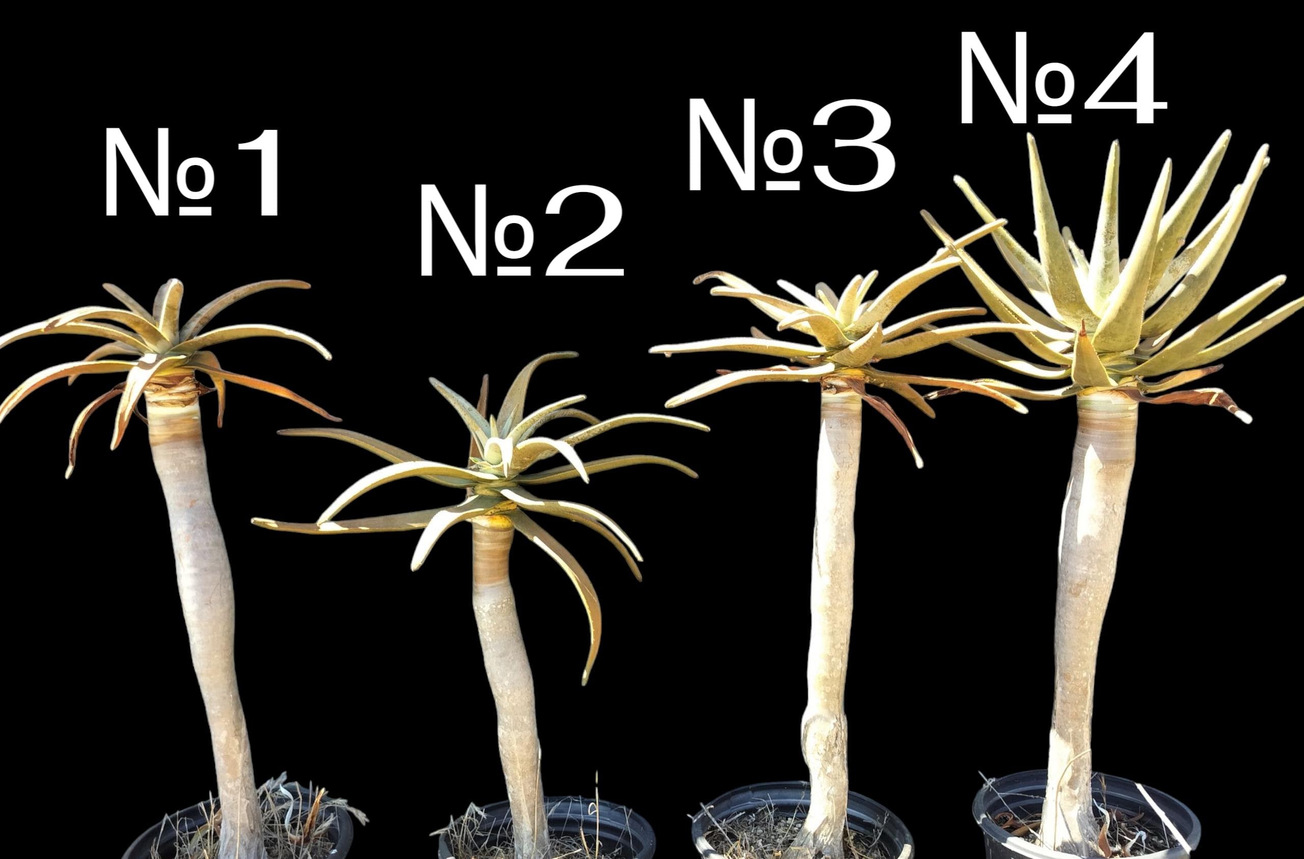 Aloe Dichotoma, Aloidendron Dichotomum, Aloe Dichotoma, the Quiver