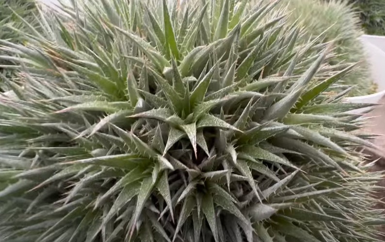 XL Deuterocohnia Brevifolia, Abromeitiella Chlorantha, Meziothamnus Brevifolius, Lindmania Brevifolia, Dyckia Grisebachii. USDA Zone 9 image 4