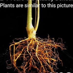 May include: A close-up of a 2-4 year old bonsai tree with a thick trunk and a large root system. The roots are a light brown color and spread out in a radial pattern. The tree is against a black background. The text "No. 2" is visible in the lower right corner of the image.