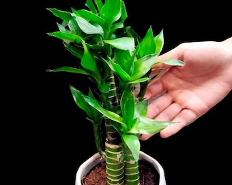 XL Lucky Bamboo, Dracaena Sanderiana,  Dracaena Braunii, 27" Tall