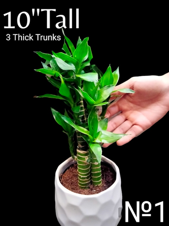 XL Lucky Bamboo, Dracaena Sanderiana, Dracaena Braunii, 27" Tall - Etsy