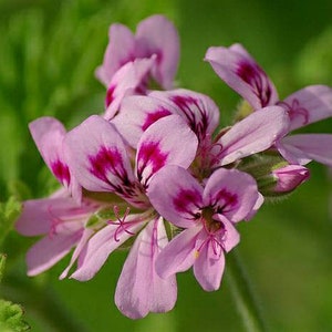 BOGO Pelargonium Graveolens, Rose Geranium,sweet scented geranium,old fashion rose geranium, rose-scent geranium. image 2