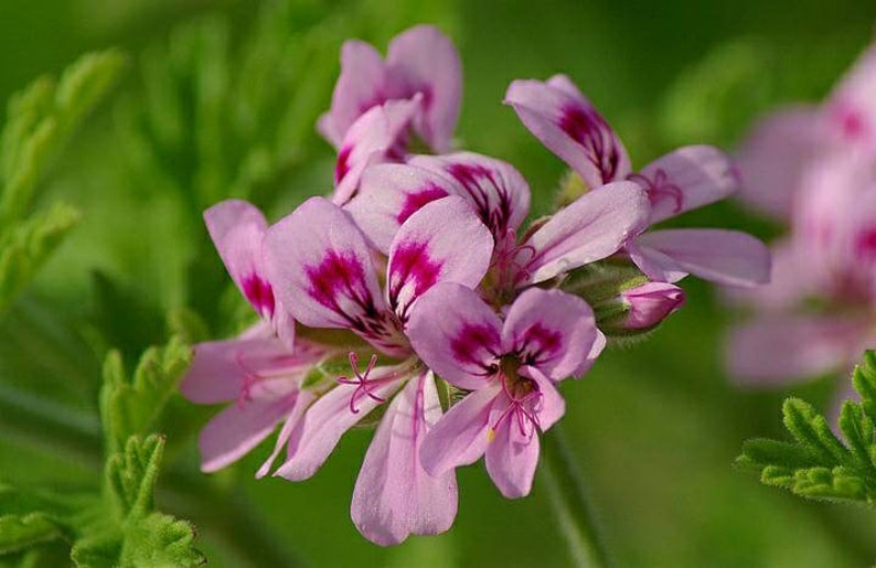 BOGO Pelargonium Graveolens, Rose Geranium,sweet scented geranium,old fashion rose geranium, rose-scent geranium. image 2