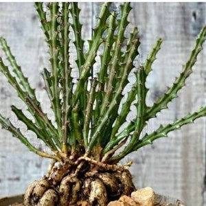 Euphorbia Knuthii, dwarf spiny succulent shrublet. Roots Tuberous & Rhizomatous turns to Serpentine Caudex, blooms mid-late summer. Zones 9. image 7