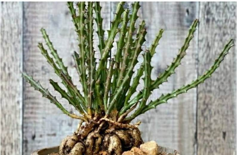 Euphorbia Knuthii, dwarf spiny succulent shrublet. Roots Tuberous & Rhizomatous turns to Serpentine Caudex, blooms mid-late summer. Zones 9. image 7