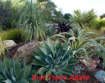 Soft Edged Agave, Blue Flame Agave Elegant, Blue-green Leaves, Water Wise, Contemporary Architecture, Fire Resistant Border. USDA Zone 8.