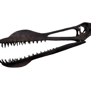 May include: A black fossilised dinosaur skull with sharp teeth. The skull is open, revealing the inside of the jaw.