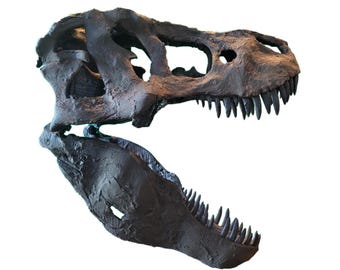 Museum Quality T.rex Skull 24-48&quot;