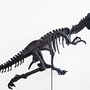 Life sized Baby T. Rex Skeleton image 3