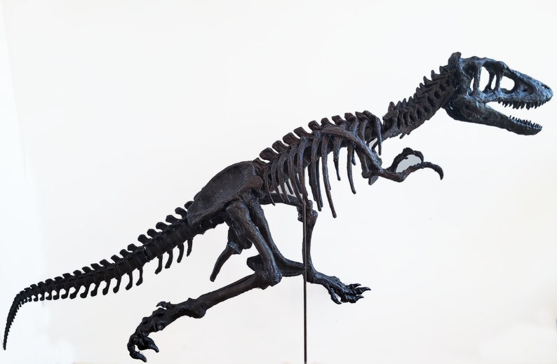 Life sized Baby T. Rex Skeleton image 3