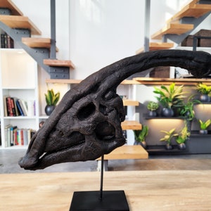 Life Size Museum Quality Parasaurolophus Skull 40-60&quot;