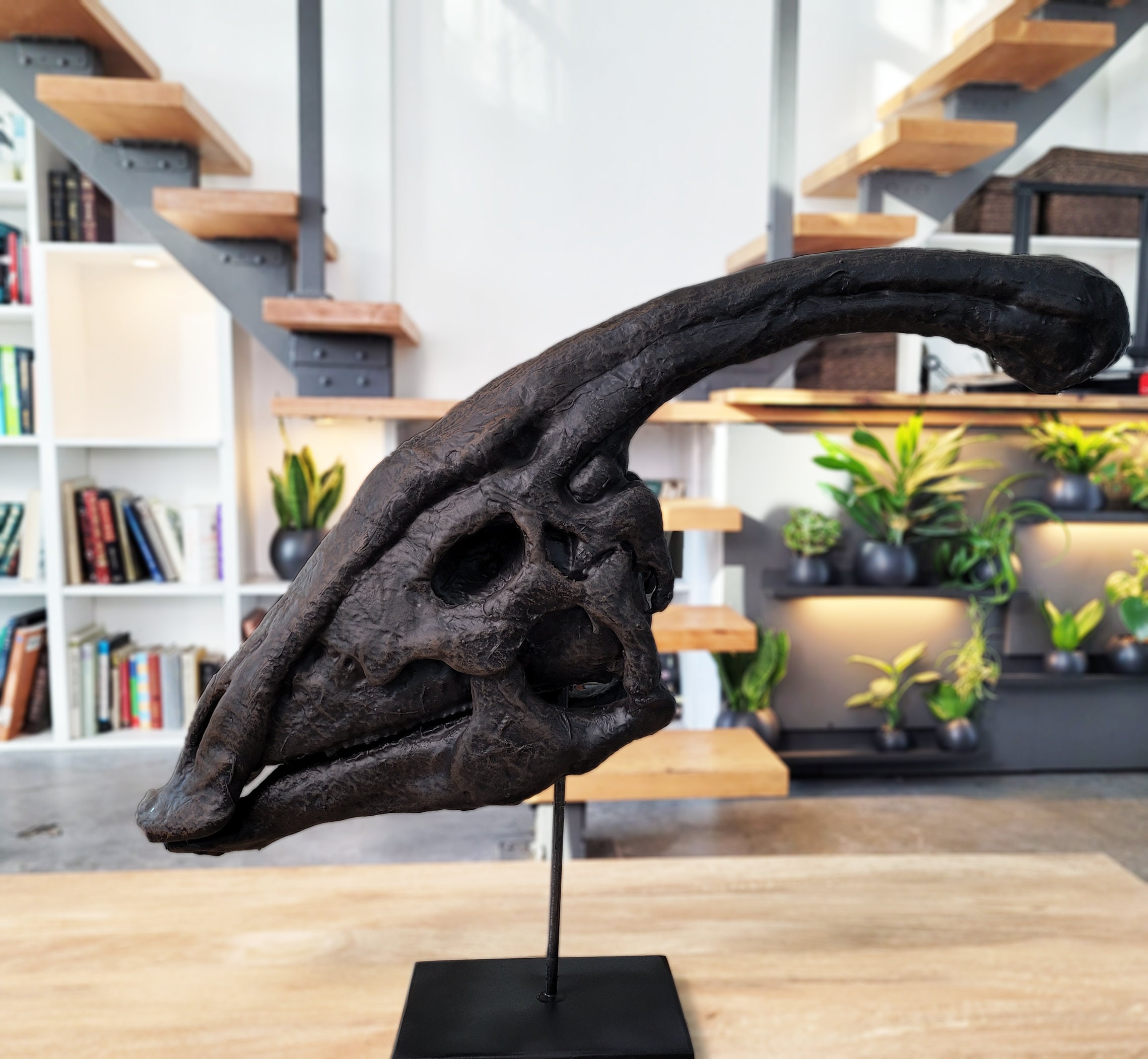 Life Size Museum Quality Parasaurolophus Skull 40-60