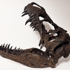 1:10 Scale T. Rex Skull