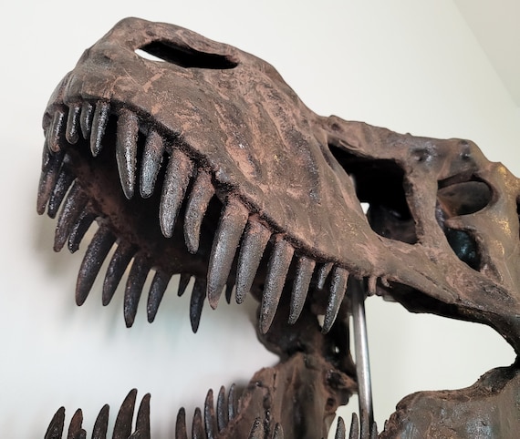 恐竜　ダスプレトサウルス幼体歯の前上顎骨歯　ブラック　約14mm 博物館品質の T-Rex 頭蓋骨 24-36 インチ - Etsy 日本