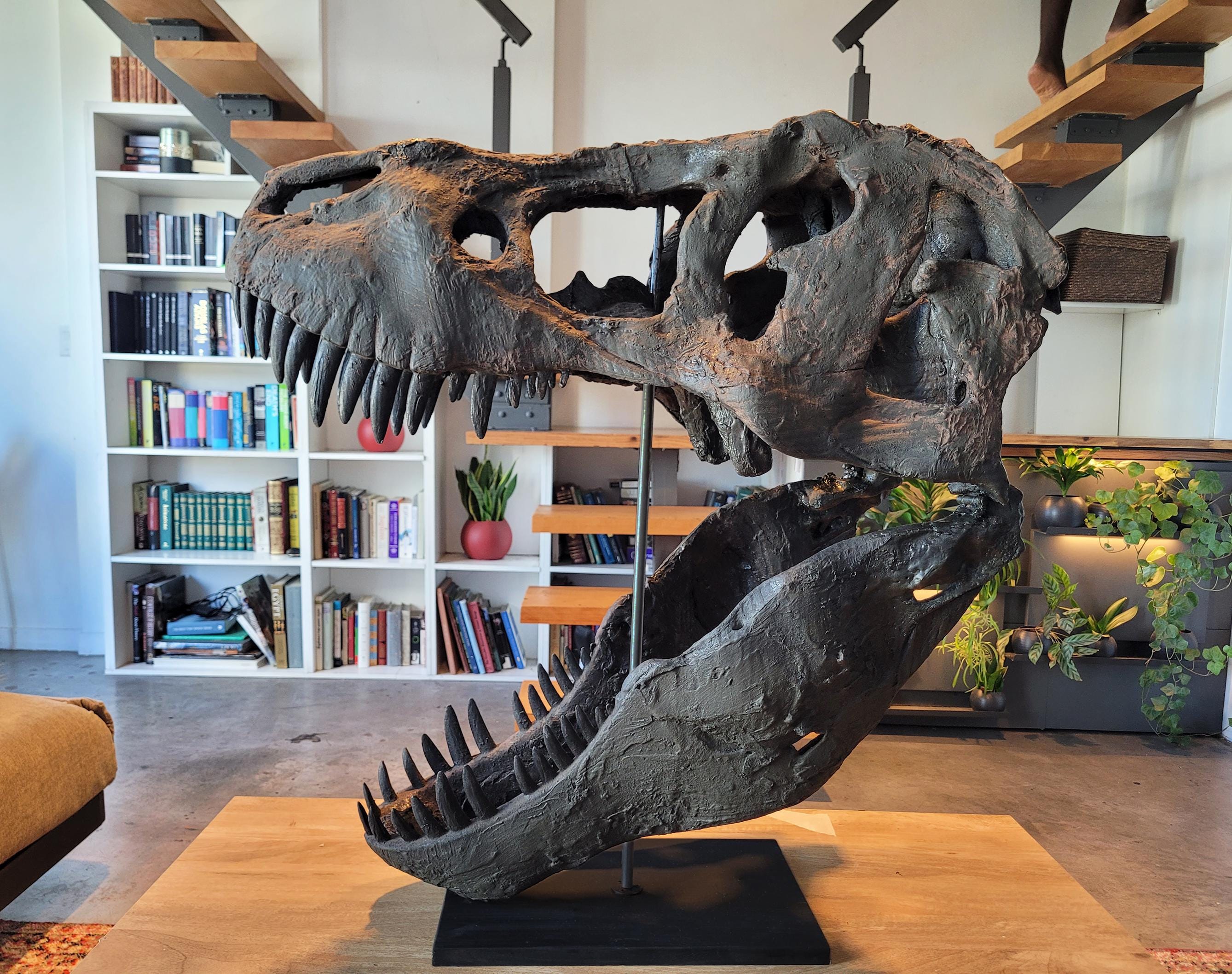 【超希少】テキサス　ロングホーンスカル　頭蓋骨 テキサス ロングホーン（No.7）☆ 198 cm ☆ - 頭骨・骨格標本