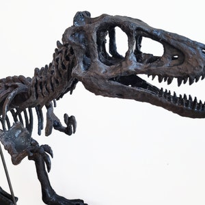 Life sized Baby T. Rex Skeleton image 4