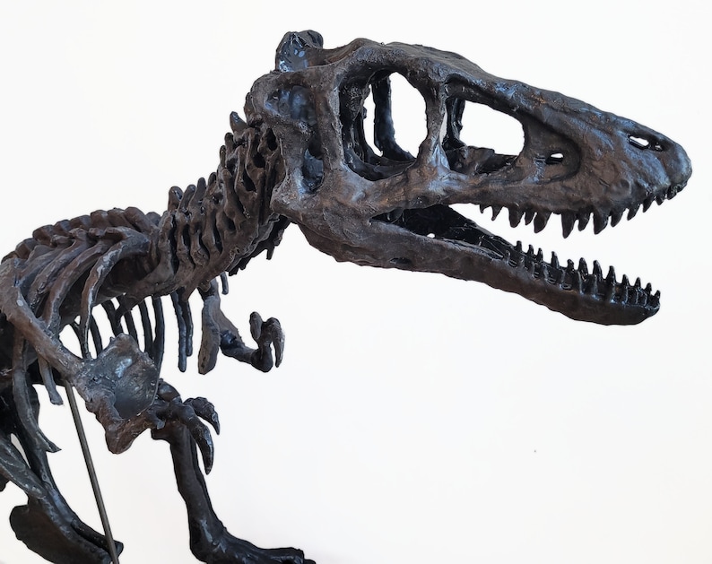 Life sized Baby T. Rex Skeleton image 4