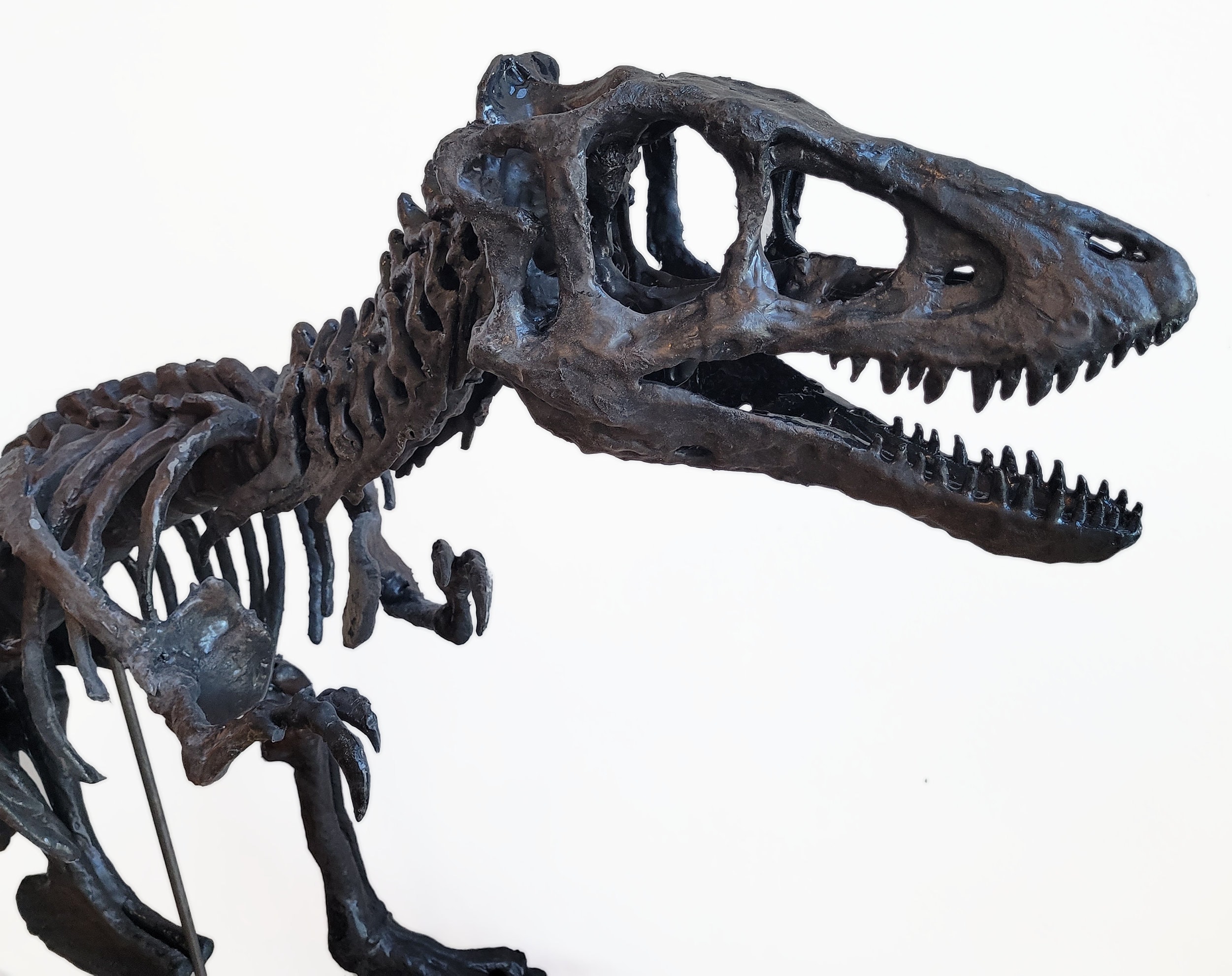 T Rex Dinosaur Bones