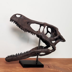 May include: A detailed replica of a dinosaur skull, painted in a dark brown color, with a textured surface. The skull is mounted on a black stand.