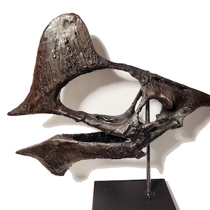 Museum Quality Pterosaur Skull (Tapejara wellnhoferi)