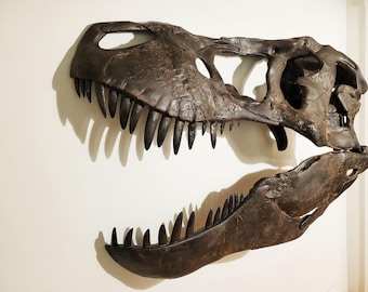 最後の1点、発送準備完了！博物館品質の壁掛けスピノサウルスの頭蓋骨