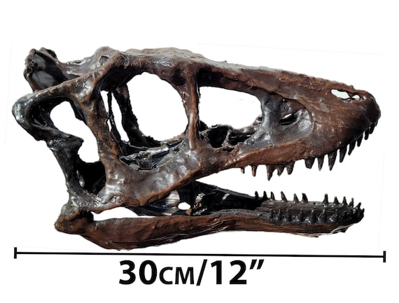 Life Sized Baby T. Rex Skull - Etsy Norway