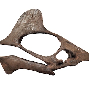 Cráneo de pterosaurio de calidad museística (Tapejara wellnhoferi)