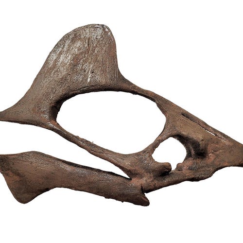 Crâne de ptérosaure (Tapejara wellnhoferi) de qualité muséale