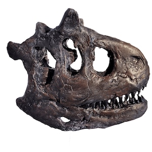 Life Size Museum Quality Carnotaurus Skull Sculpture