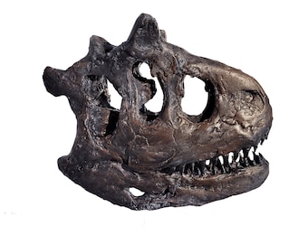 Life Size Museum Quality Carnotaurus Skull Sculpture