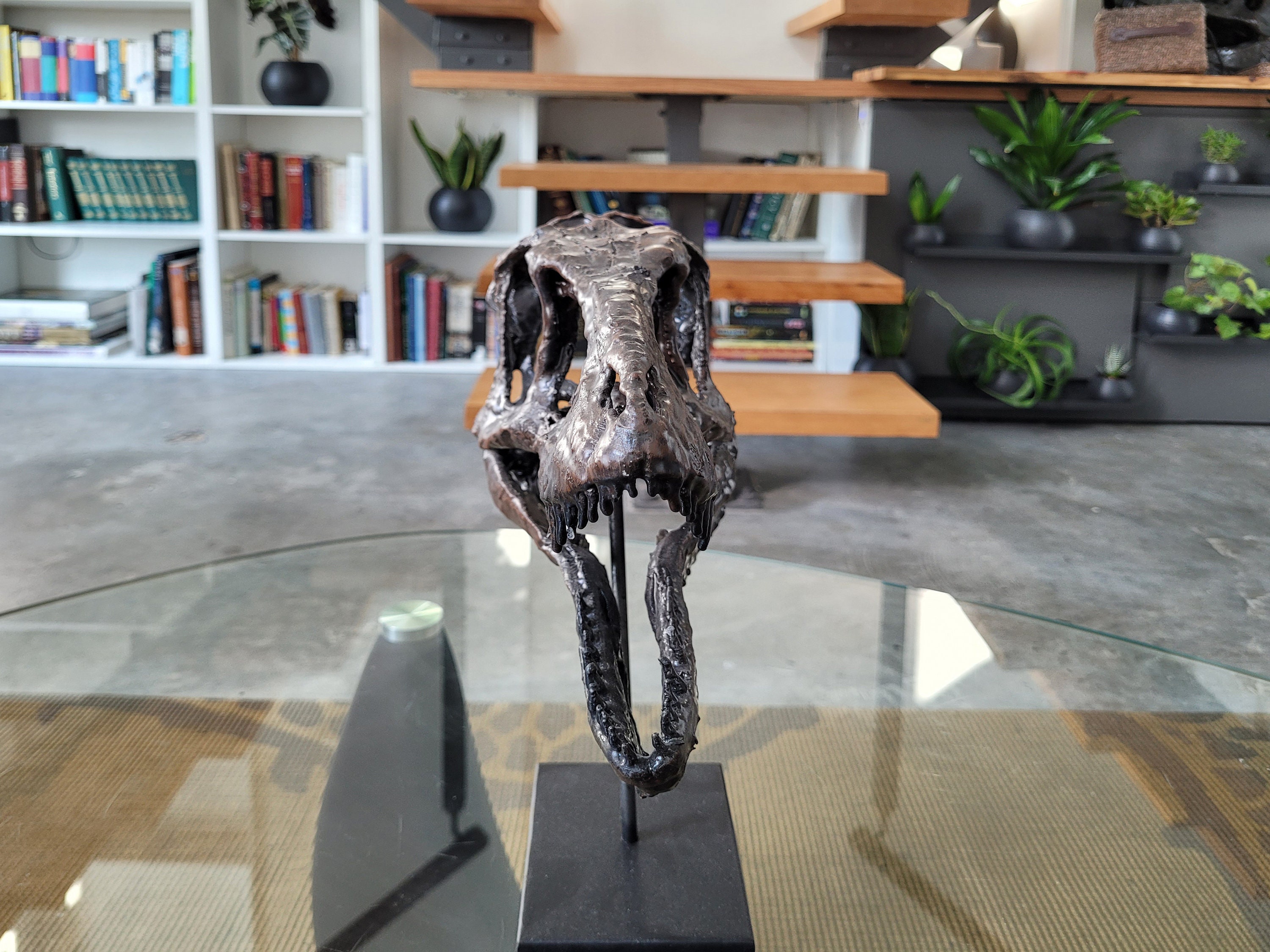 Life Sized Baby T. Rex Skull - Etsy Canada