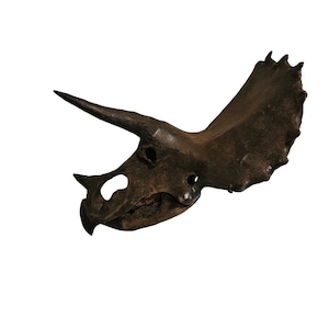 Triceratops Skull 20-38"