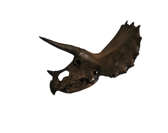 Escultura de cráneo de Triceratops de calidad museística