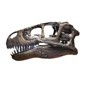 Life Size Utahraptor Skull
