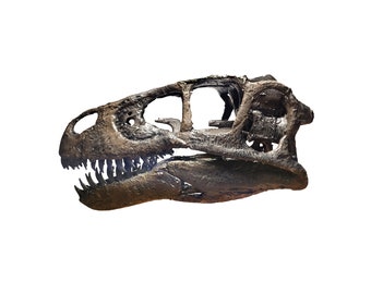 Life Size Utahraptor Skull