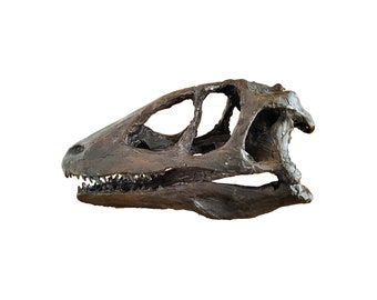 1:1 Museum Quality Deinonychus Skull Sculpture