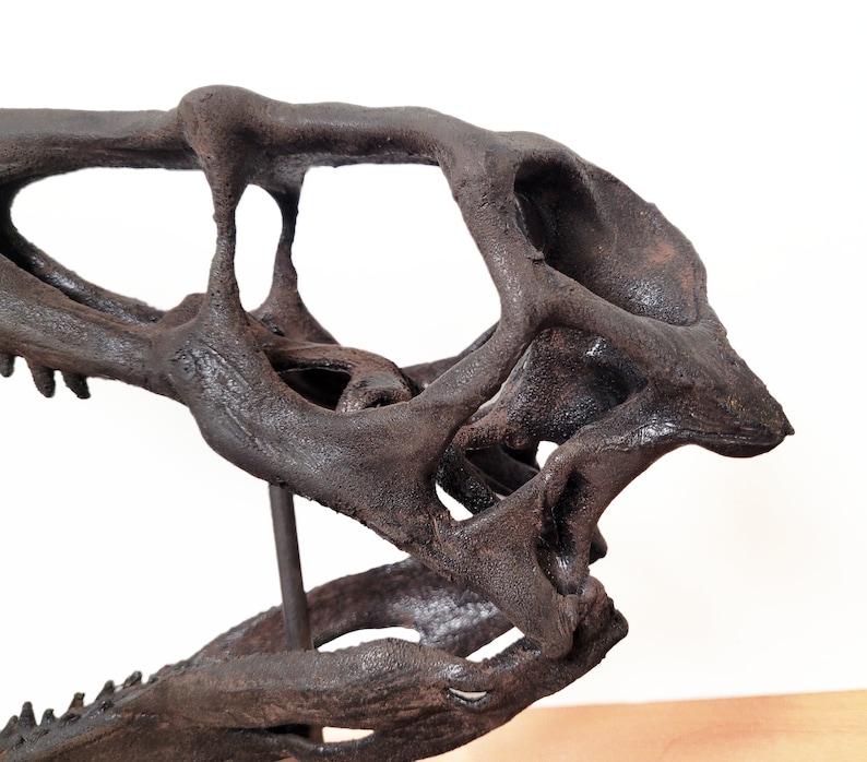 May include: A dark gray dinosaur skull replica with a detailed bone structure. The skull is mounted on a stand and is angled to the right.