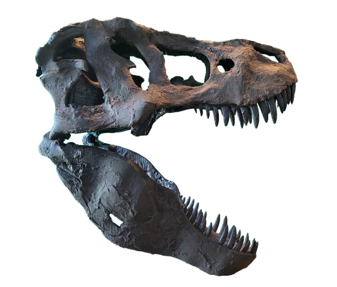 博物館品質の T-Rex 頭蓋骨 24-36 インチ - Etsy 日本