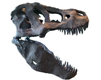 博物館品質の T-Rex 頭蓋骨 24-36 インチ - Etsy 日本