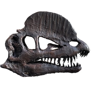 Life Size Museum Quality Dilophosaurus Skull