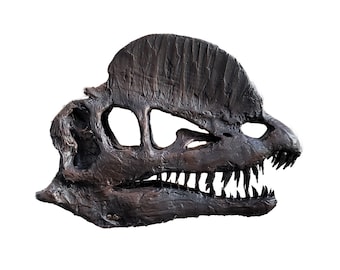 Life Size Museum Quality Dilophosaurus Skull