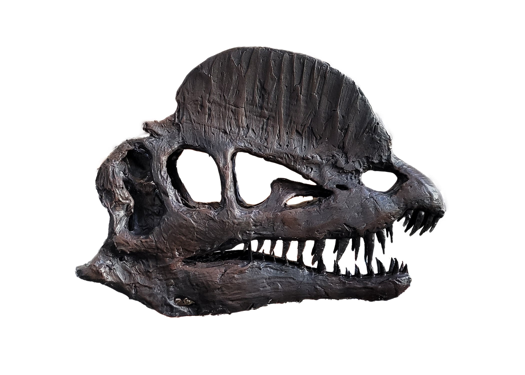 Life Size Museum Quality Dilophosaurus Skull