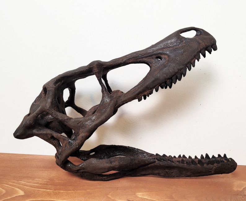 May include: A detailed replica of a dinosaur skull, crafted in a dark brown color. The skull is open, revealing the intricate bone structure. The teeth are sharp and pointed, giving the skull a menacing appearance.