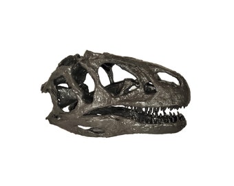 Life Size Museum Quality Allosaurus Skull